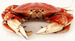 Dungenss Crab - Big, Beautiful, Tasty